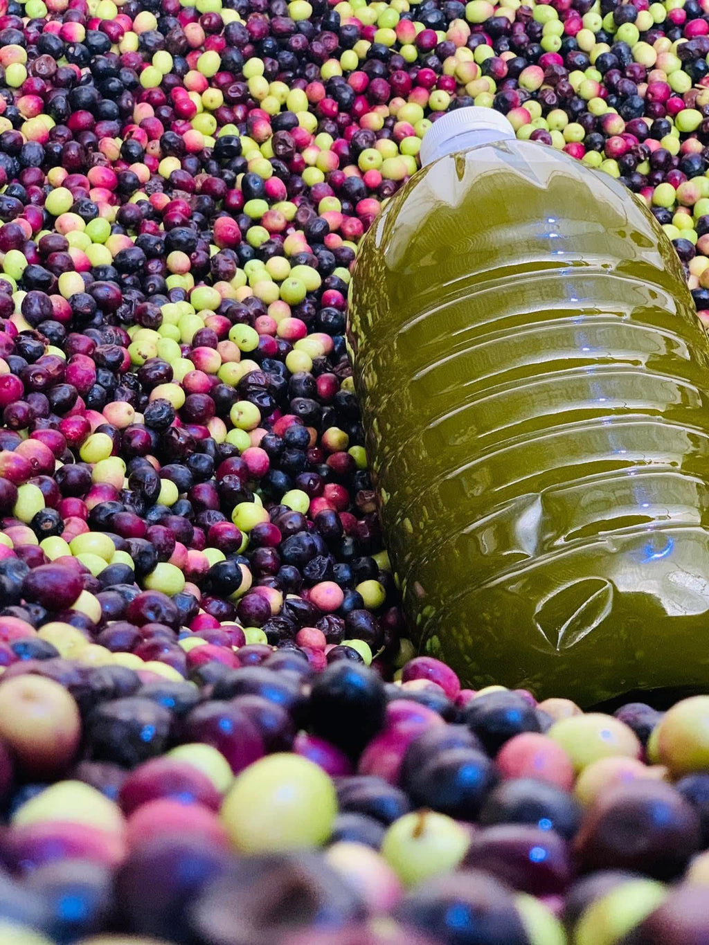 Olive Oil /زيت الزيتون
