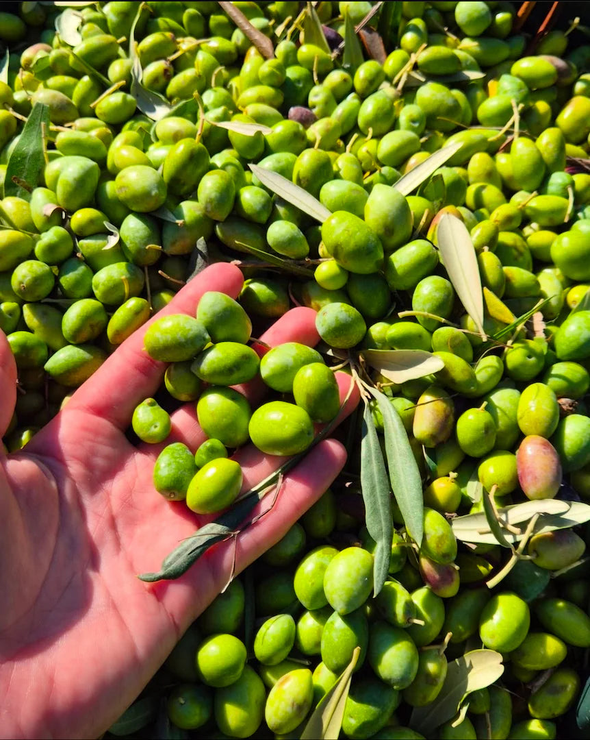 Olive Oil /زيت الزيتون